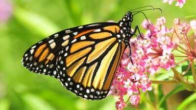 Meet the Monarchs: The ‘endangered’ 3,000-mile traveller butterflies that survive on poisonous milkweed diet
