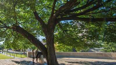 A 1920-era American elm survived a 4,000-pound bomb in Oklahoma City; it was nearly cut down to recover evidence before becoming the Survivor Tree