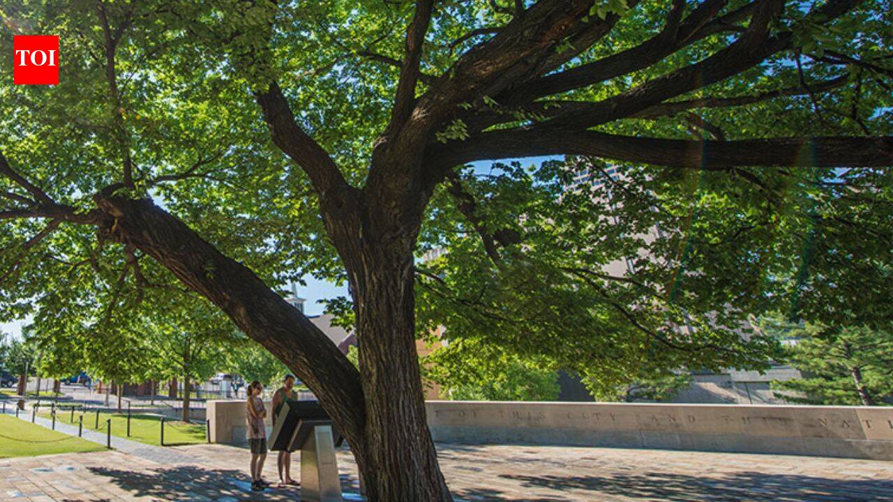 A 1920-era American elm survived a 4,000-pound bomb in Oklahoma City