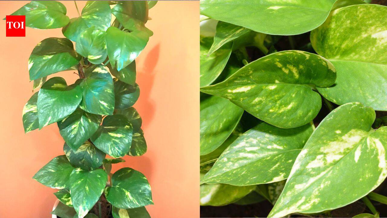 Simple tips to decode your money plant's changing colors - The Times of ...