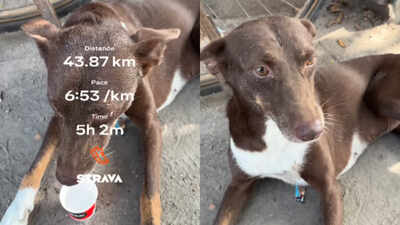 'Guys usne humare saath start kiya hai mere ghar ke pass hi rehti and mere ghar par hi finish kiya': Kanpur dog runs 38 km with runners, wins the internet