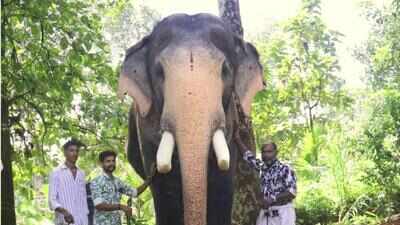 Kerala is mourning the death of its beloved 45-year-old elephant, Pallattu Brahmadathan, after a tragic lightning strike; what actually happened?