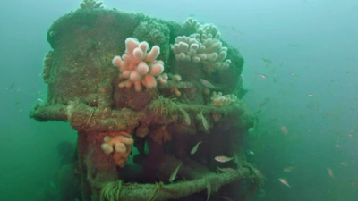 In 2014, a ship carrying 32 million illegal cigarettes was sunk off Ireland; 12 years later, authorities observed it has been colonised by barnacles, sponges, sea squirts and fish