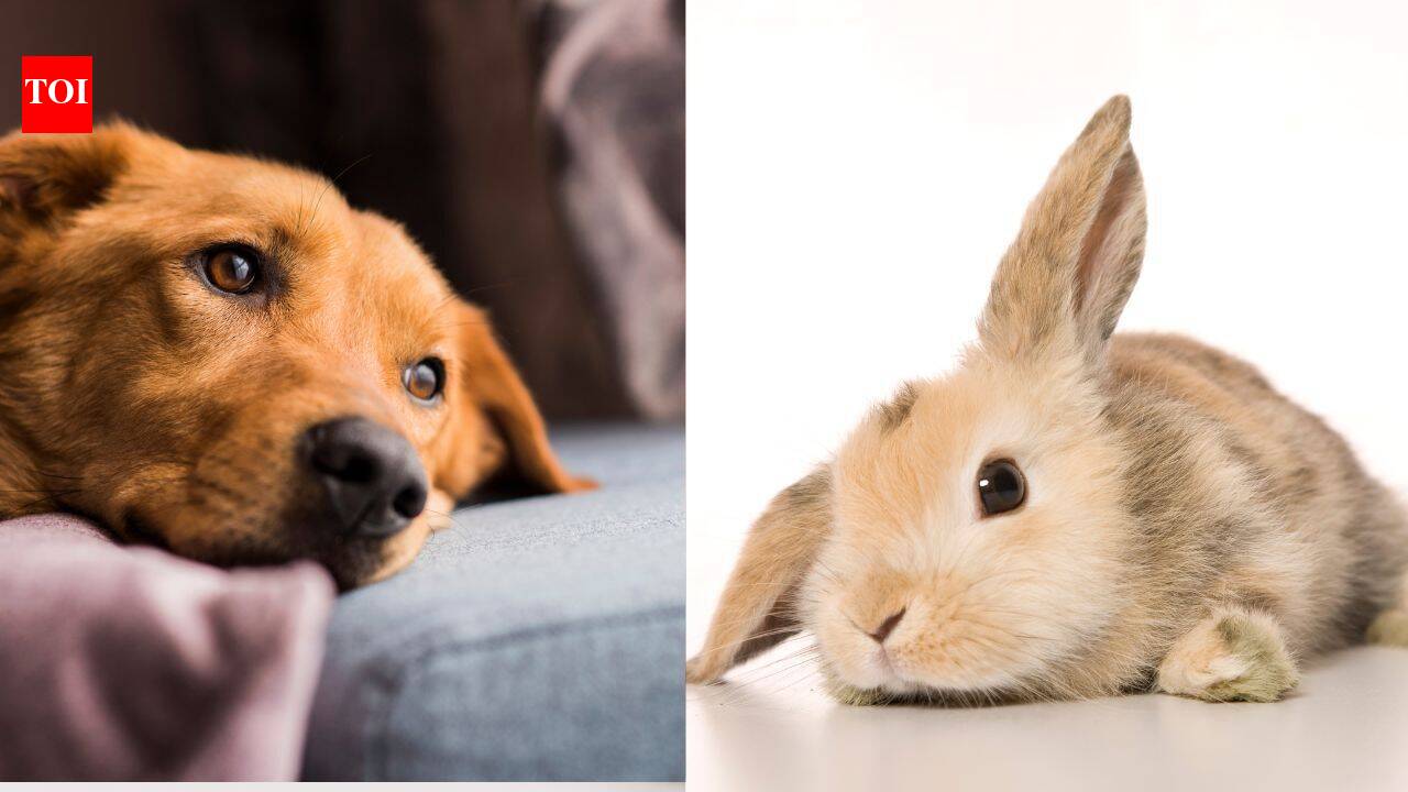 Is your pet sad? Watch out for these early signs