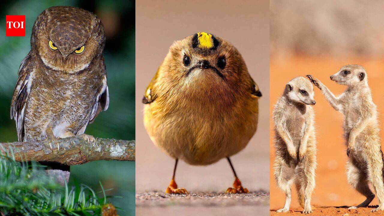 From a “Sexy Mantis” to a “Spicy Orangutan”: 10 funniest animal photos shortlisted for the 2026 Comedy Wildlife Awards