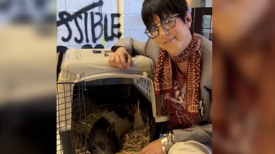 A pig became famous after running through Hollywood; Oscar-nominated songwriter Diane Warren won him in a silent auction and sent him to a 7-acre sanctuary