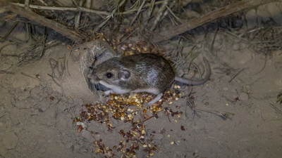 In 1993, California's thumb-sized Pacific pocket mouse was rediscovered after being thought extinct; 33 years later, 530+ have been reintroduced and a third reintroduced population established