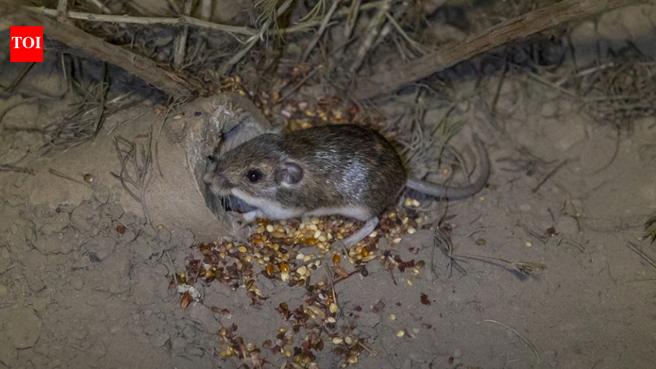 In 1993, California's pocket mouse was rediscovered; 33 years later, 530+ have been reintroduced