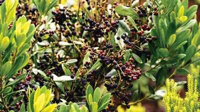 Faya was brought to Hawaii for its berries and later used in reforestation; by 1937, it was considered invasive and was threatening native plants