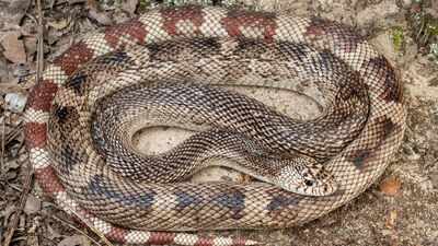 Scientists develop a DNA test for one of America’s elusive snakes; eastern pine snake can now be detected without finding the animal