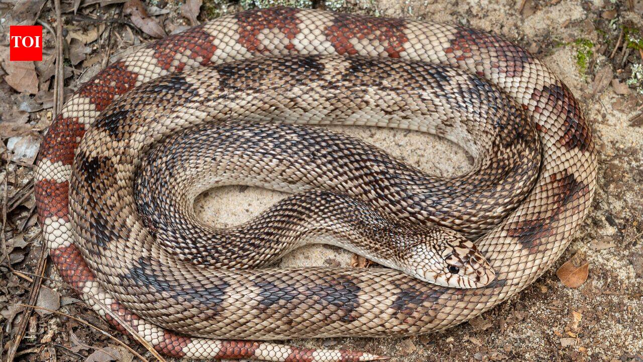 DNA test detects elusive eastern pine snake without finding the animal