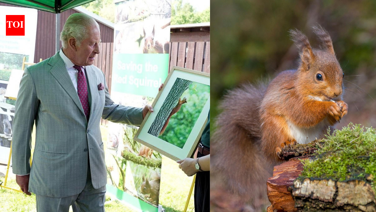 King Charles visit squirrel contraceptive project to save rare red squirrels