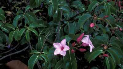 During World War II, Australia cultivated an invasive Madagascar vine for rubber; it later became one of Queensland's worst weeds