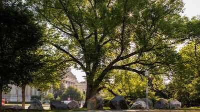 An American elm has stood for more than 150 years and witnessed 33 US presidents despite the disease that wiped out millions of these trees