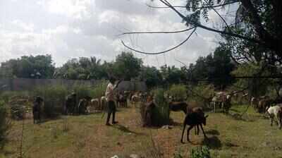‘Sheep solution’ to keeping aerospace park in Belagavi green
