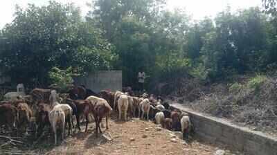 ‘Sheep solution’ to keeping aerospace park in Belagavi green