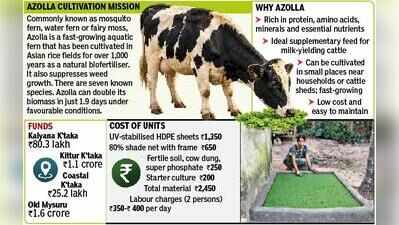 Drought-hit Karnataka bets on ₹3.8 cr Azolla mission to protect dairy farmers