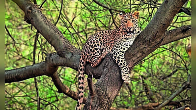 Ranthambore tests AI system to alert villages on leopard movement