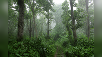 Forest encroachment: Gauhati HC seeks Assam, Arunachal’s response by Nov 16