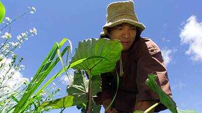 Jason Scott Lee bought 25 acres of damaged Hawaiian land littered with car parts and paint cans; the Hollywood actor built a simple home, grew his own food and worked to bring back the rainforest