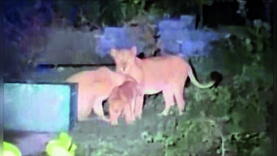 Lion cub reunited with mother, 2 lionesses saved from wells