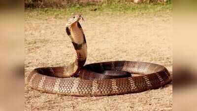 Goa logs over 10k reptile rescues in a year, 29 snakes per day