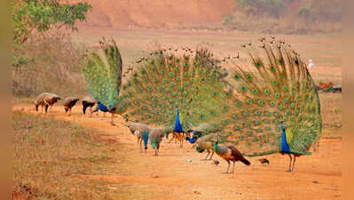 Nature-lovers’ day out: Peacock Valley & Nageswar Dam in Chandaka