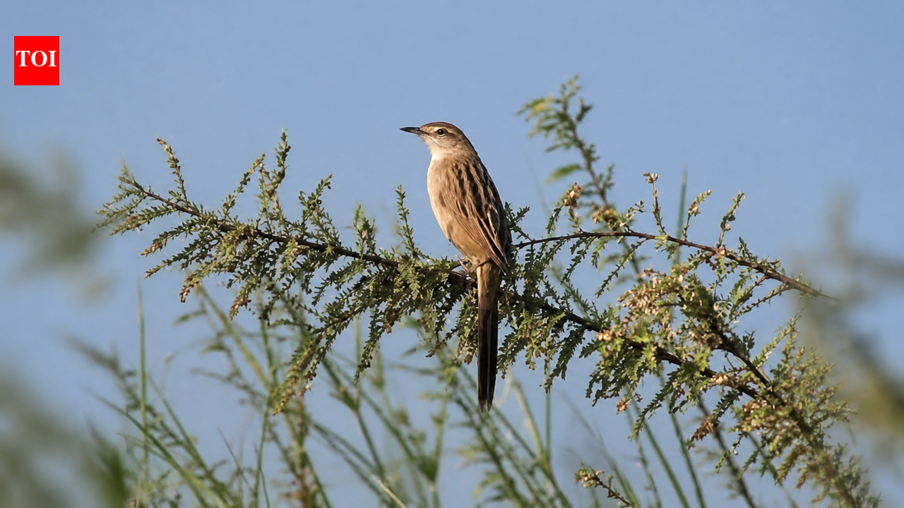 Rare Sightings Put Chaprala In Gadchiroli On Biodiversity Map