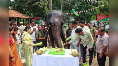 Elephant Rajni, calf Badal celebrate birthdays at Dalma