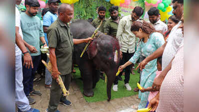 Elephant Rajni, calf Badal celebrate birthdays at Dalma