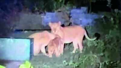 Lion cub reunited with mother, 2 lionesses saved from wells
