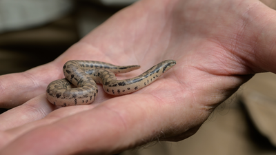 Three rare snake species bred at Prague Zoo for the first time; two groups of young descend from animals seized from smugglers