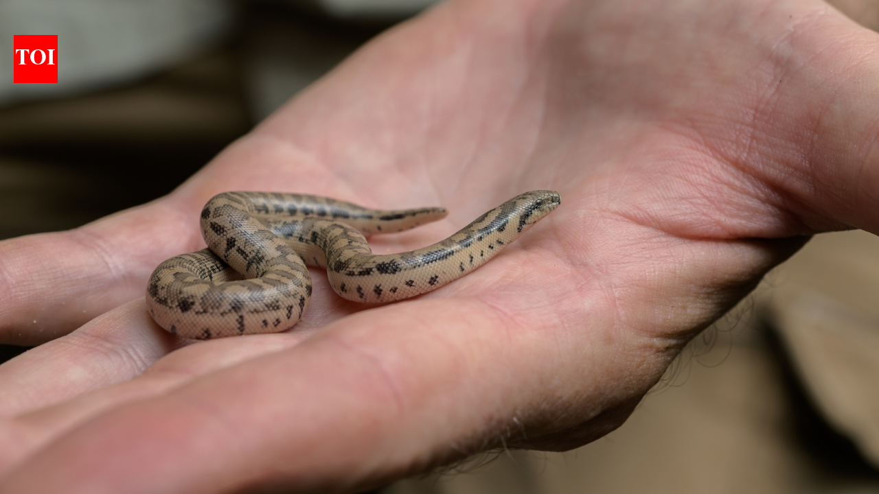 Three rare snakes bred at Prague Zoo; two young groups descend from smugglers
