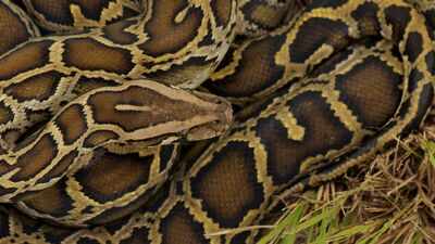 Burmese python males undergo a dramatic seasonal hormone shift before breeding; scientists tracked testosterone and corticosterone in Florida snakes
