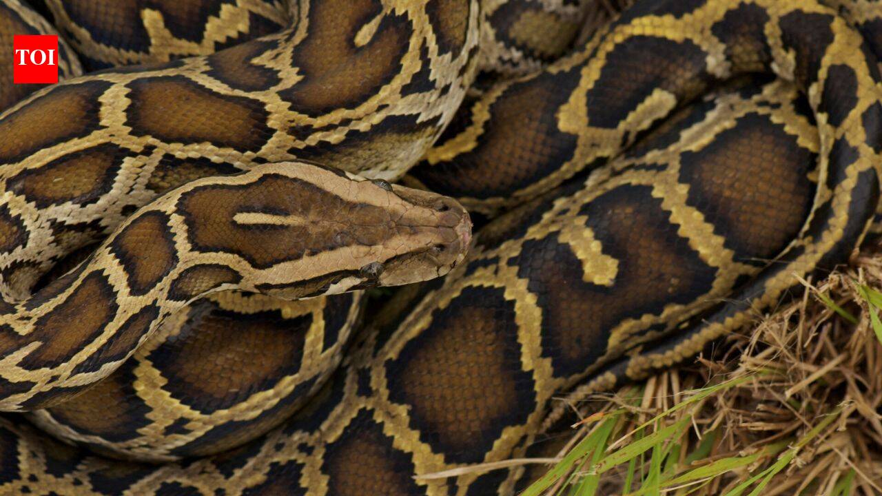 Burmese python males show a seasonal hormone shift before breeding