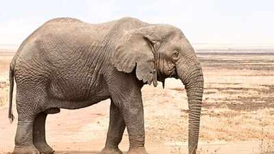 Scientists find African elephants can distinguish visual clues linked to food quantity up to 5 metres away; beyond that, smell may guide their foraging choices