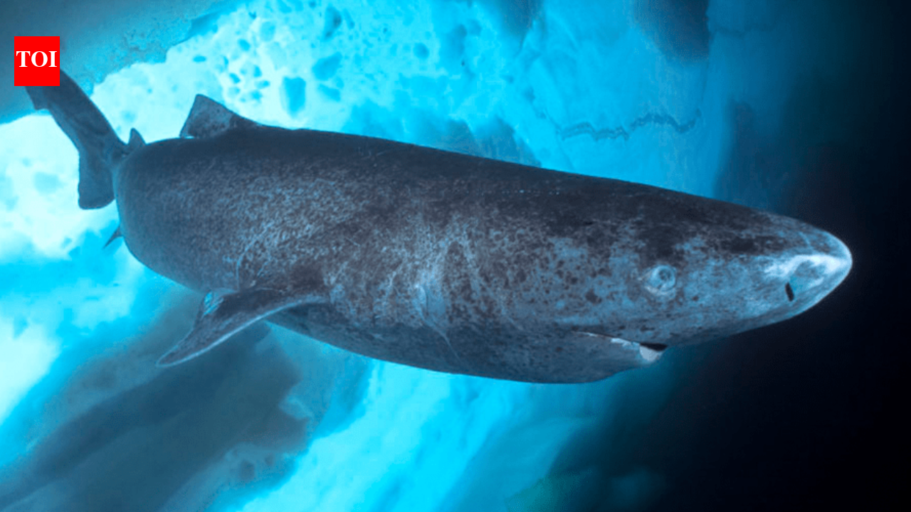 Greenland fishers offer $45 per heart to cull 1,000 sharks; plan halted over legality