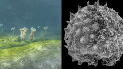 A new Oxford-led study suggests animal life may have begun 700 to 800 million years ago, up to 200 million years earlier than the clearest fossil record and possibly before Snowball Earth