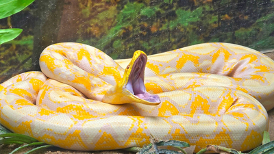 A 16-foot Burmese python weighing 147.9 pounds was released after radio-tagging in Florida; US scientists are now testing drones to track invasive snakes across the Everglades