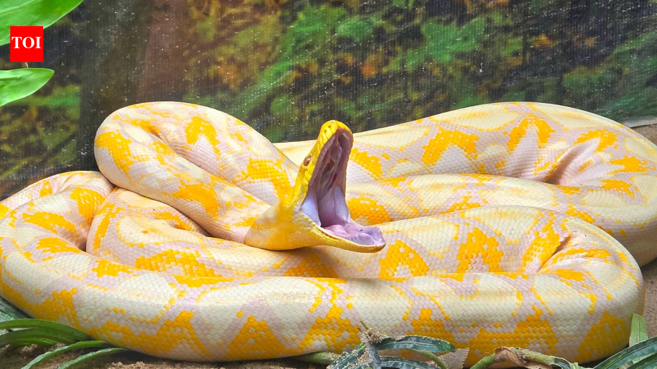 16-foot Burmese python tagged in Florida; scientists test drones to track snakes