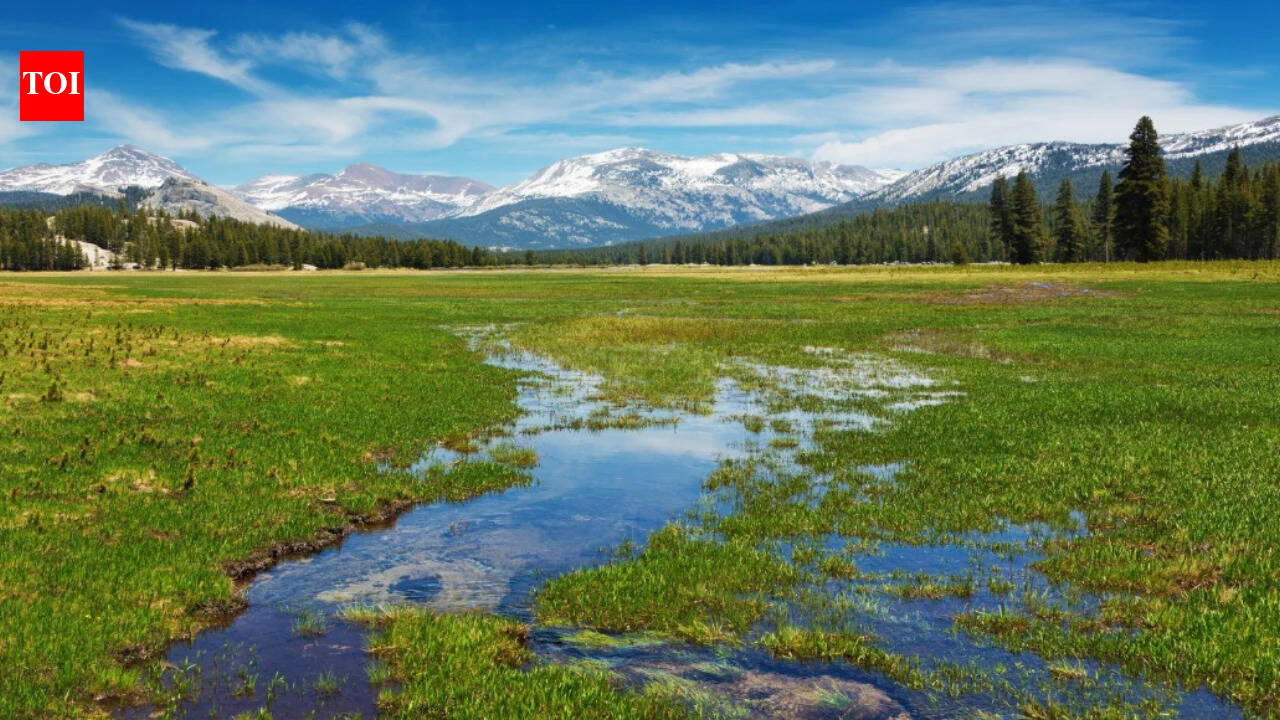 Scientists planted 40,000 seedlings in Yosemite; 3 years later, meadow is still losing carbon