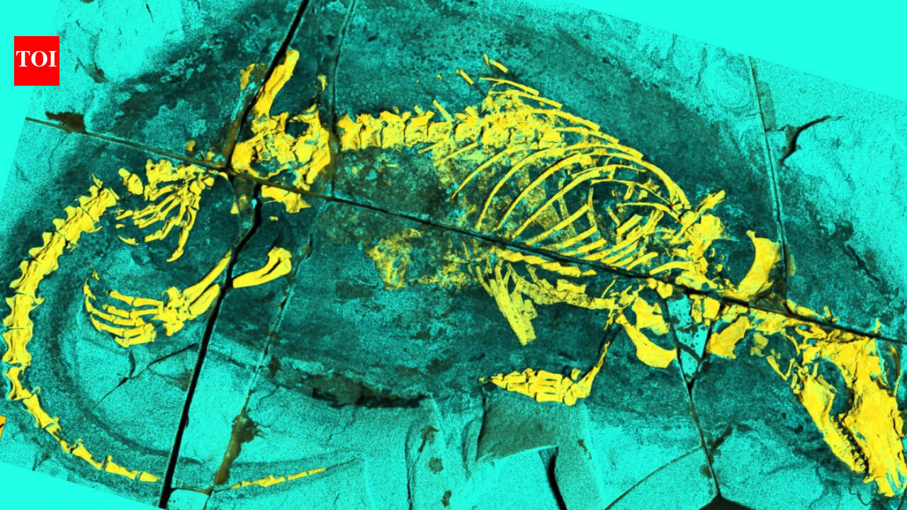 Scientists examined a 165-million-year-old fossil from China and found a broad swimming tail plus bony throat structures; the Jurassic mammal predecessor could feed and swallow in ways seen in modern