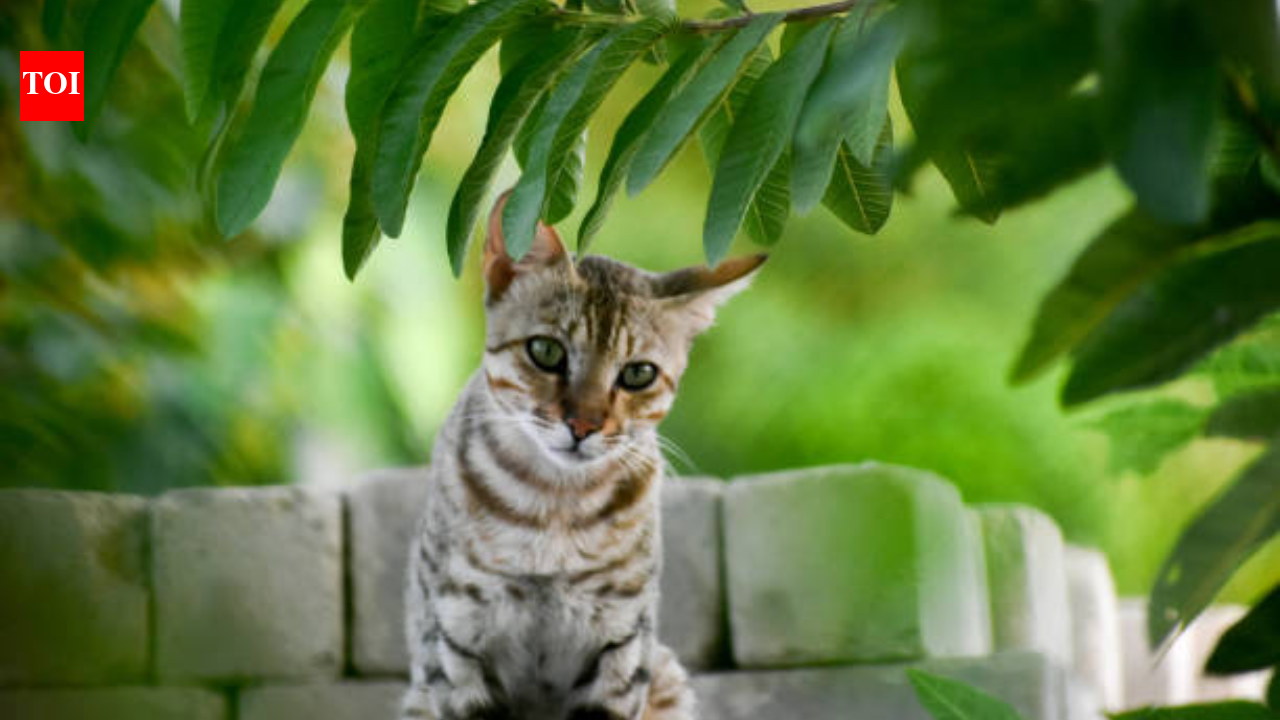 Study finds one in 15 cats may carry a human-transmissible parasite: What pet owners need to know about G