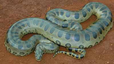 A 100-kg green anaconda can almost vanish in the Amazon; scientists found giant snakes hiding under logs, leaf matter, vegetation, and riverbanks