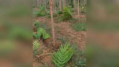 Miscreants chop 400 arecanut saplings at farm near Challakere