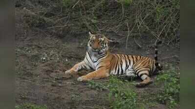 700+ tigers in Karnataka? Forest department’s preliminary count points to sharp rise