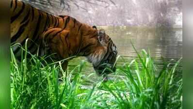 Nameri Tiger Reserve earns global recognition for conservation measures