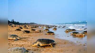 Forest dept brings out SOP for marine turtle conservation