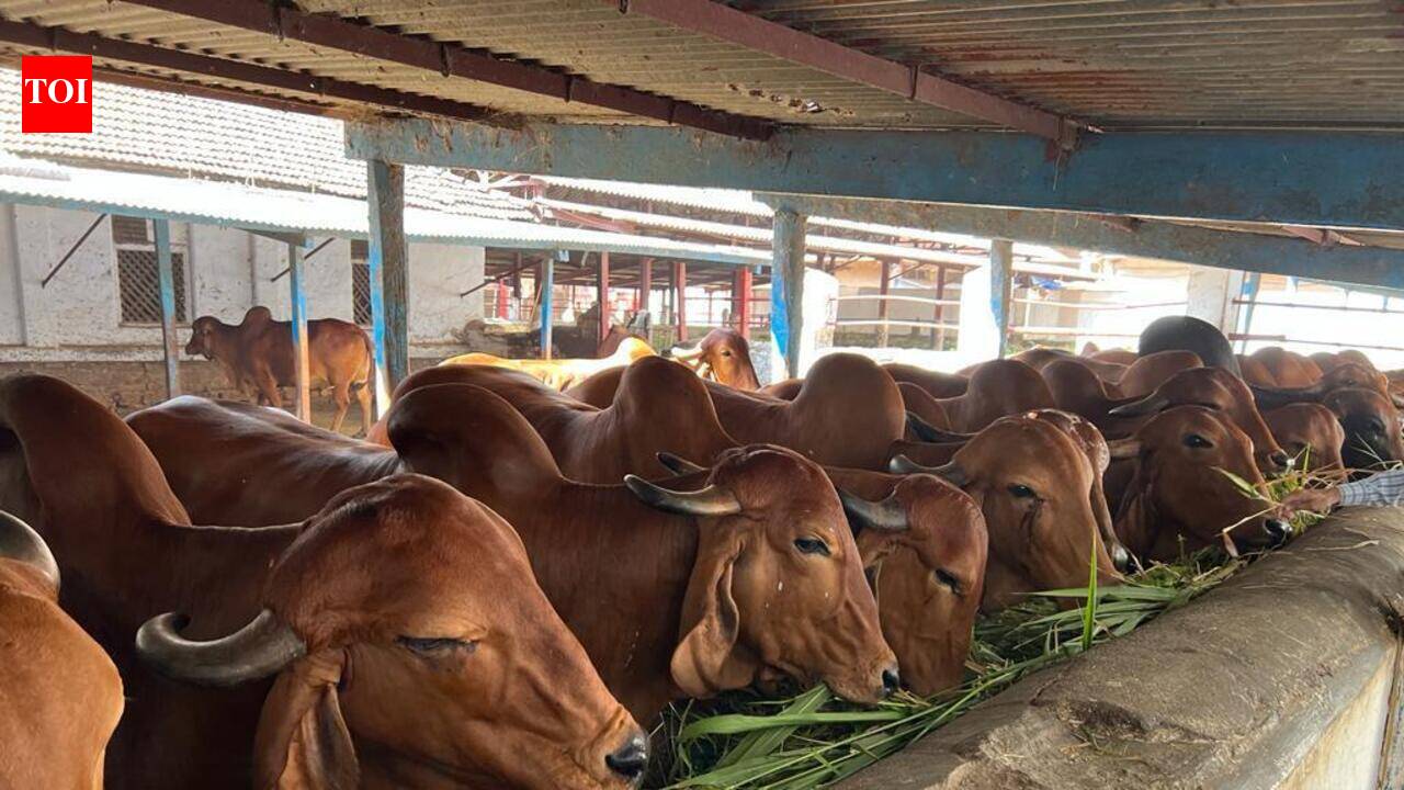 Cow protection body seeks Haryana govt’s aid for sick animals