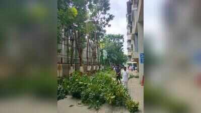 Tree trimming: Ahmedabad residents can now pay charges on the spot